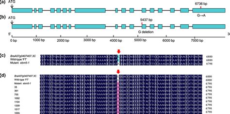 Gene structure and sequence alignment. a Gene structure of ...