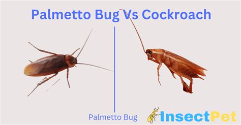 Palmetto Bug vs Cockroach - Difference Between Water Bug and Cockroach ...