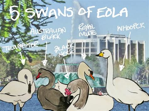 Did You Know-town: There are 5 types of swans at Lake Eola? - Bungalower