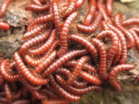 worms annelid red nest - worm