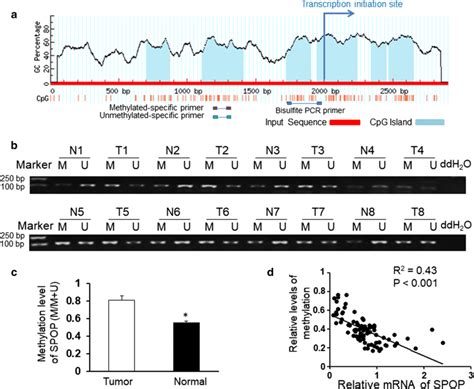 Hypermethylation of the CpG island in the SPOP gene promoter in NSCLC ...