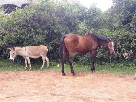 Best Friends - Horse and Donkey | Inseparable friends at Kit… | Flickr