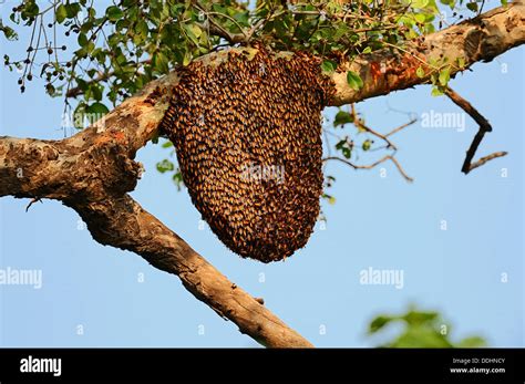 Bees nest of the Giant Honey Bee (Apis dorsata) in a tree Stock Photo ...