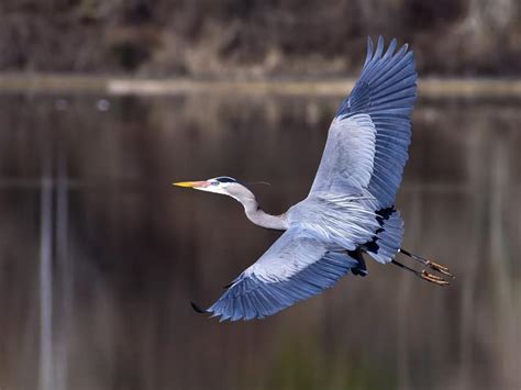 Grey Heron vs Blue Heron: What Are The Differences? | Birdfact