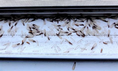 dead flying termites in house - Lot Of Things Newsletter Image Library