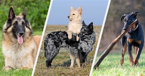 25 Herding Dog Breeds - PureWow