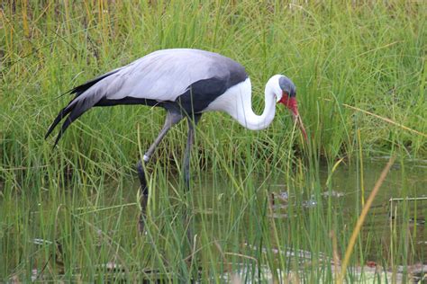 To Behold the Beauty: Cranes of Africa