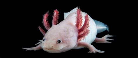 The Differentiating Factor Of The Axolotl: Its Invertebrate Nature And ...