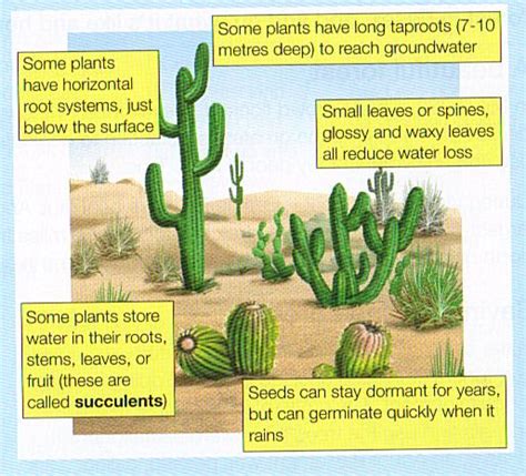 desert plant adaptations - Google Search | Plant adaptations ...