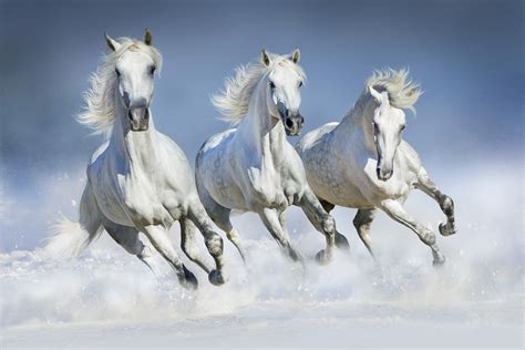 Winter Horses Wallpaper | Buy Equestrian Wallpaper Online - Happywall