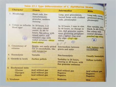 Corynebacterium