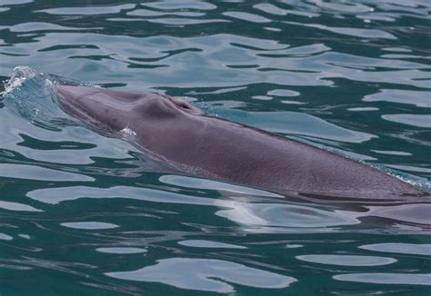 A special day with a Dwarf Minke Whale | Wild Ocean Tasmania