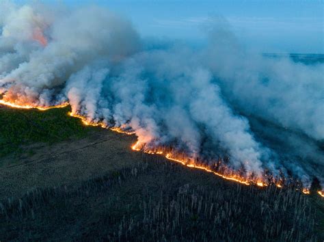 How Do Wildfires in Canada’s Boreal Forest Affect Birds Across the ...