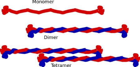 Intermediate Filaments | Overview, Function & Structure - Lesson ...