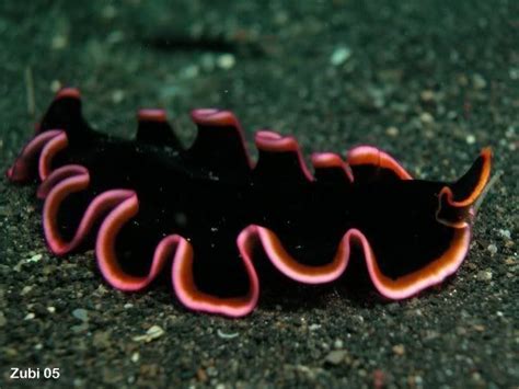 Turbellaria; Platyhelminthes; Marine & Freshwater | Beautiful sea ...