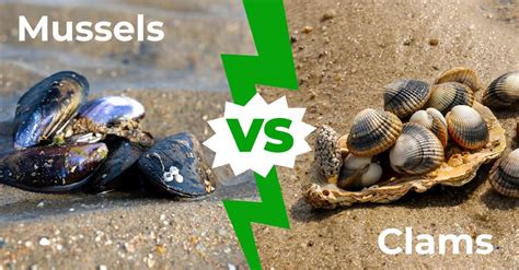 Clams vs Mussels: 6 Main Differences Explained - A-Z Animals