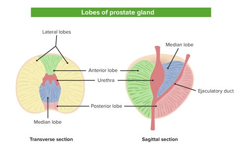 the prostate gland is located inferior to what structure? - Jones ...