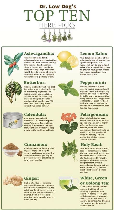 Top 10 Indian Medicinal Herbs for Health and Wellness