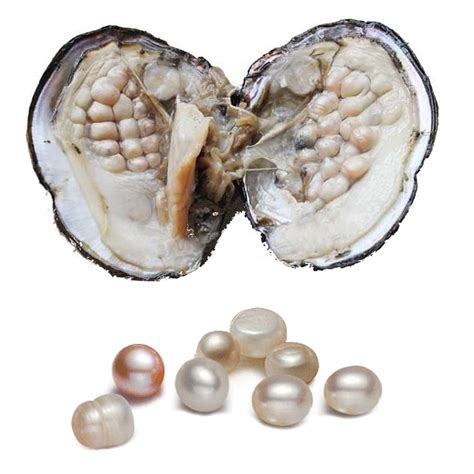 Does Every Oyster Have A Pearl? Wonderopolis | atelier-yuwa.ciao.jp