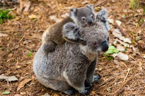 10 Animals in the Australian Outback (With Pictures) - Online Field Guide