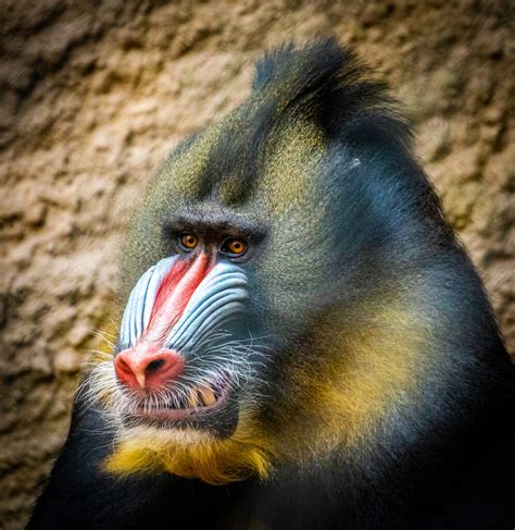 Mandrill Baboon