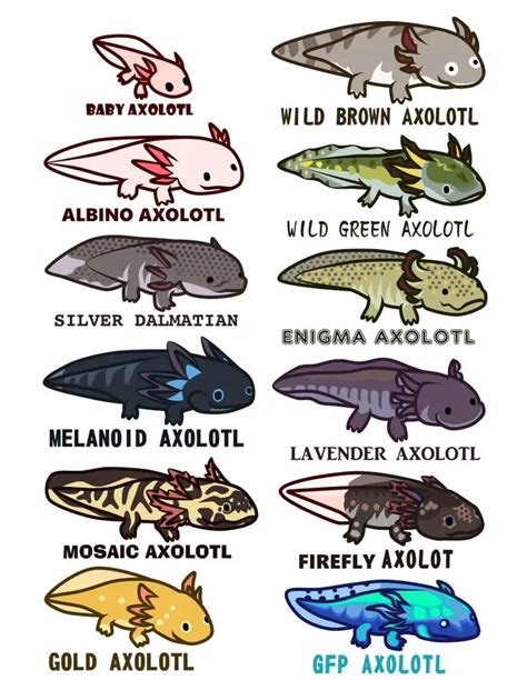 Axolotl Morphs Chart