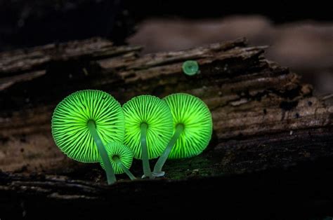 Mycena chlorophos: characteristics, studies and bioluminescence ...