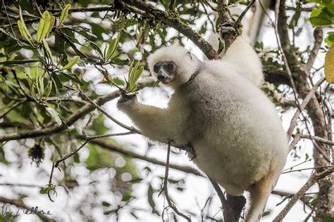 Silky sifaka: angels of the forest – Ugo Mellone – Wildphoto