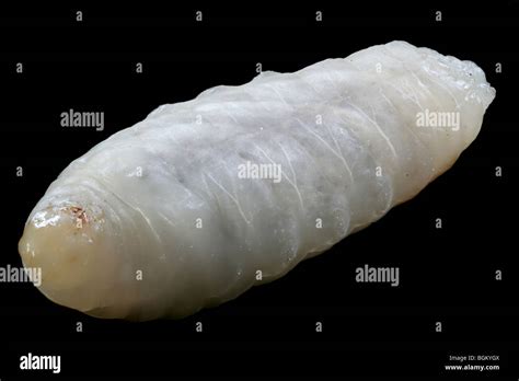 Yellow jacket larvae hi-res stock photography and images - Alamy