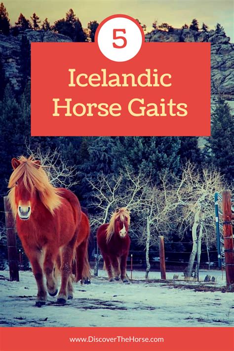 Icelandic Horse Gaits Including Tolt and Flying Pace | Horses ...