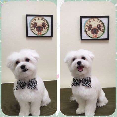 Teddy Bear Cut Maltese Pictures | PeepsBurgh.Com