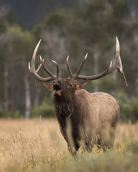 Elk / Bull Elk / Bull Elk Bugling / Yellowstone Wildlife / Wildlife ...