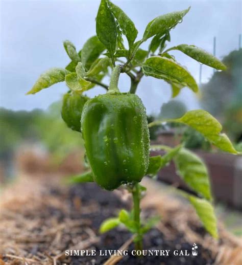 How to Grow Bell Peppers for Beginners | Simple Living Country Gal