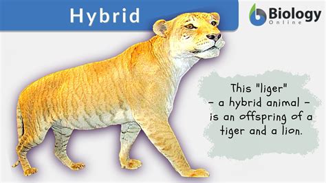 Hybrid Definition and Examples - Biology Online Dictionary