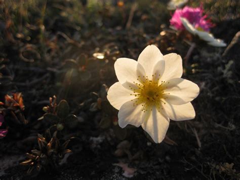 Summer with the Seagulls: Arctic Flowers