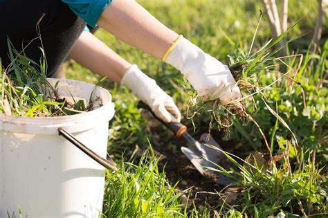 Invasive Grasses In Lawns | How To Identify And Get Rid