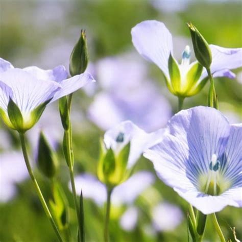 Blue Flax Wildflower Heirloom Seeds - Prairie Flowers, Lewis Flower, P ...