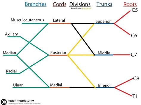 The Brachial Plexus - Sections - Branches - TeachMeAnatomy