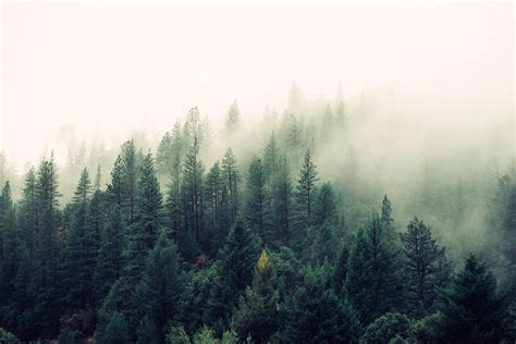 Free stock photo of fog, foggy, forest