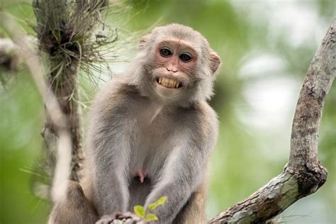 Monkeygate: Bewildered Florida Residents Discover Another Secret Monkey ...