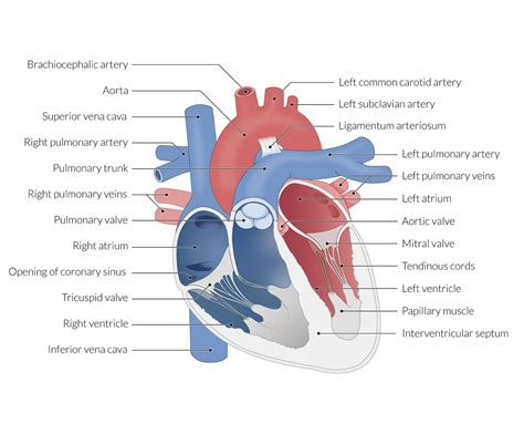 Atrioventricular Valve Function