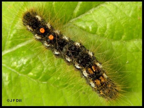 Browntail moth caterpillars are emerging from webs | Maine Public