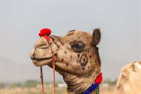 To Dress Up a Camel at a Festival in India Stock Image - Image of india ...