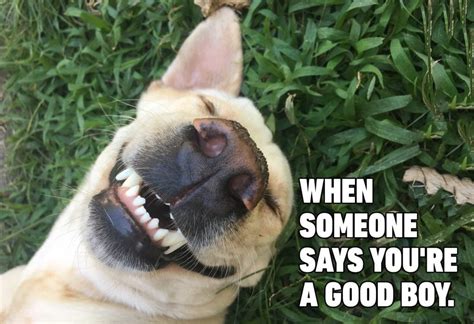 15 Hilarious Dog Memes You'll Laugh at Every Time | Reader's Digest