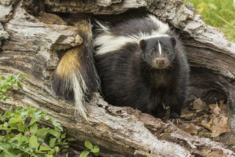 Why Do Skunks Stink? The Science Behind a Skunk’s Stink