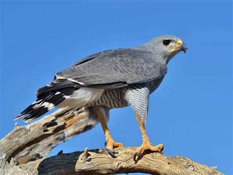 18 Magnificent Types of Hawks and Where to Find Them