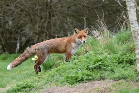 Fox Habitats - All Things Foxes - What You Need to Know