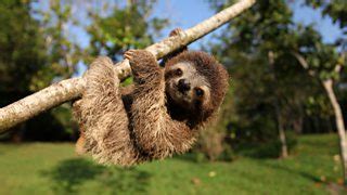 BBC One - Nature's Miracle Orphans, Series 1, Episode 2, In pictures ...