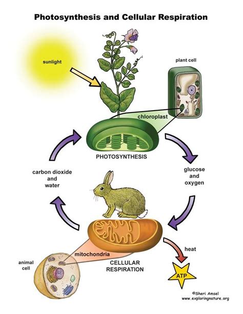 How Are Respiration and Photosynthesis Related to Each Other