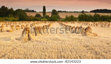 Wheat Sheaves Stock Images, Royalty-Free Images & Vectors | Shutterstock